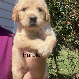 Purple - Dark golden female Golden Retriever puppy in Jesup, Georgia from Painted Platinum Retrievers (Painted Platinum Kennel) PPK