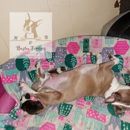 Boston Terrier Puppies from M&Bs Boston Terriers