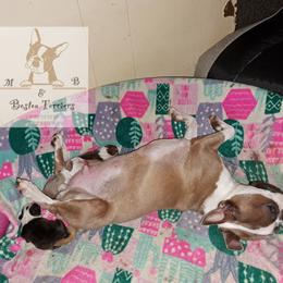 Boston Terrier Puppies from M&Bs Boston Terriers