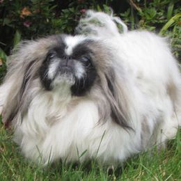KALIKO - Pekingese