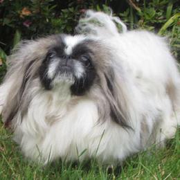 KALIKO - Pekingese