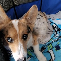 American Corgi All Grown Up from Shadey Lane Corgis