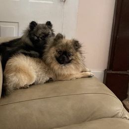 Nicole Collins - Pomeranian