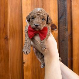 Red male - Red  male Poodle puppy in Modesto, California from Oso’s Red Toy, Mini, & Standard Poodles
