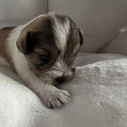 Lil Bruno-Baby boy 3 - Salt and pepper male Miniature Schnauzer puppy in Sacramento, California from Valdez Mini Schnauzers