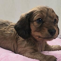 Pink - Sable female Dachshund puppy in Ridge, New York from Tracy's Puppy Club