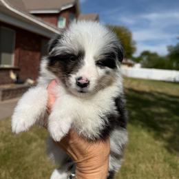 Boy 2 - Blue merle white and tan male Shetland Sheepdog puppy in Chandler, Arizona from Az K9 Companions