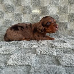 Tank - Dapple male Dachshund puppy in Brandon, Florida from Knights Dachshunds