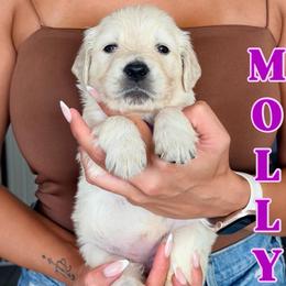 Molly - Light golden female Golden Retriever puppy in Las Vegas, Nevada from Robinson Retrievers