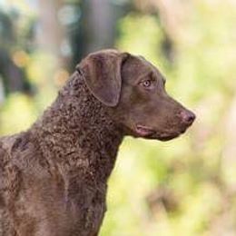 Josie - Chesapeake Bay Retriever