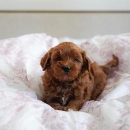 Aurora - Red  female Goldendoodle puppy in Vancouver, Washington from Blissful Doodles