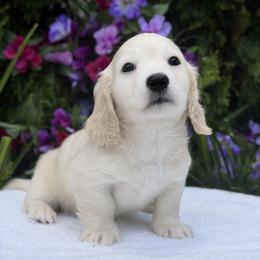 Stevie (No breeders or breeding homes allowed) - Cream male Dachshund puppy in Fayetteville, North Carolina from RRD