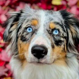 Aussiedoodles and Australian Shepherds from Homestead Aussies & Doodles
