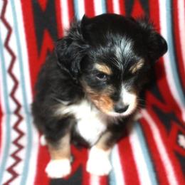 Buster - Black tri male Toy Australian Shepherd puppy in Ionia, Iowa from Sapphire Stables
