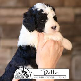 Belle - Black and white female Sheepadoodle puppy in Cleveland, Tennessee from Narrow Path Old English & Sheepadoodles