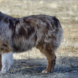Chloe - Australian Shepherd