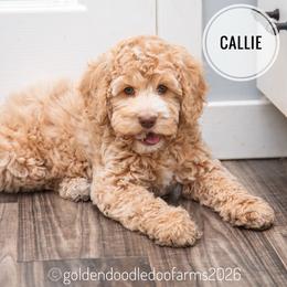 Callie - Caramel ice female Golden Aussiedoodle puppy in Hyrum, Utah from Goldendoodledoo Farms
