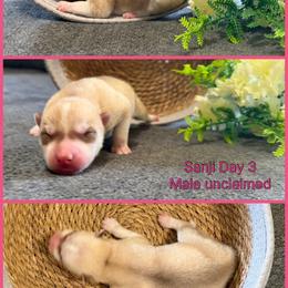 Sanji - Red and white male Siberian Husky puppy in Canton, Ohio from Bleu Skies Siberian Huskies