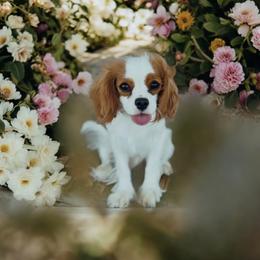 Tillie - Cavalier King Charles Spaniel
