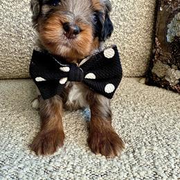 Mr.Black - Merle male Bernedoodle puppy in Curtice, Ohio from The Pink Doghouse