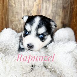 Rapunzel - Black and white female Pomsky puppy in Grass Valley, California from Karalot Pomskies