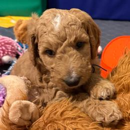 Clarissa - Purple girl - Apricot female Goldendoodle puppy in Puyallup, Washington from Dawnie’s Doodles