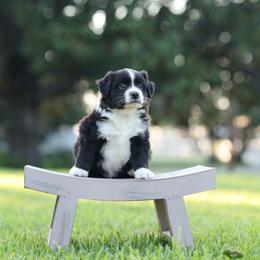 Buster - Black & white male Miniature Australian Shepherd puppy in White Oak, Texas from Triple Lake Ranch Miniature Australian Shepherds