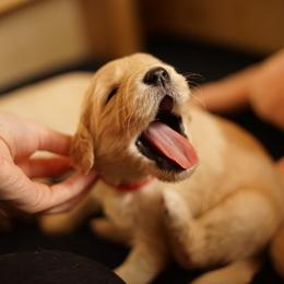 "Goldendoodle born 2/6/2020" Goldendoodle, Golden Retriever, and Sheepadoodle Puppies from Guppy Puppies