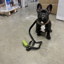 French Bulldog Puppies from Von Bales French Bulldogs