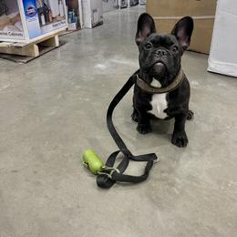 French Bulldog Puppies from Von Bales French Bulldogs