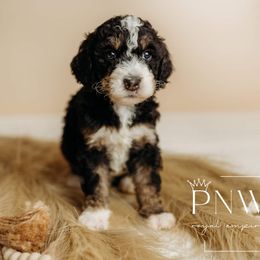 Presseco - Tri-color Bernedoodle puppy in Grants Pass, Oregon from Royal Empire Bernedoodles