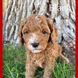 Cavapoo Puppies from Preston’s cavapoos