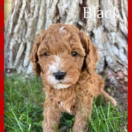Cavapoo Puppies from Preston’s cavapoos