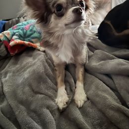 Maverick - Chihuahua
