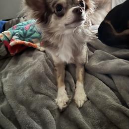 Maverick - Chihuahua
