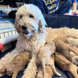 Mabel - Goldendoodle