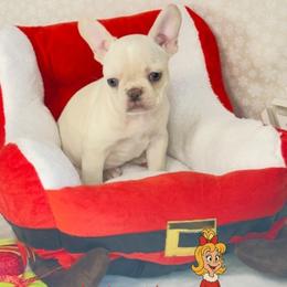 Martha May - Blue female French Bulldog puppy in Spokane, Washington from 47 North Frenchies, LLC