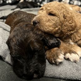 Saint Berdoodle Puppies from Highland Ridge Doodles
