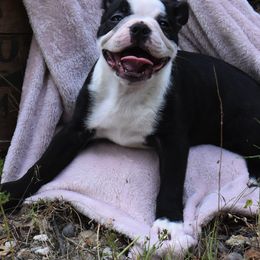 Boston Terrier Puppies from Bull Branch Bostons
