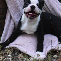 Boston Terrier Puppies from Bull Branch Bostons