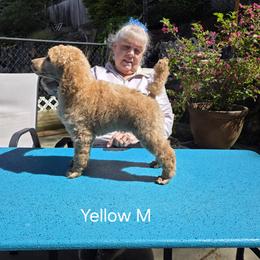 Yellow - Apricot male Poodle puppy in Orting, Washington from Coplar Creek Standard Poodles