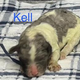 Kell - Parti male Poodle puppy in Chesapeake, Virginia from Doodle-Cove