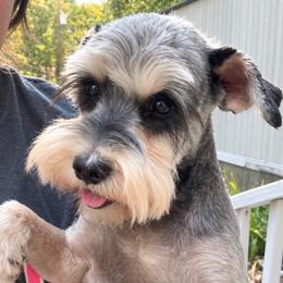 Bella - Miniature Schnauzer