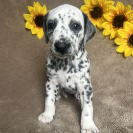 Purple girl - White and black female Dalmatian puppy in Stokesdale, North Carolina from Cosmic Spots Dalmatians