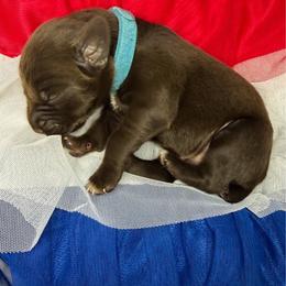 Lincoln - Liver male German Shorthaired Pointer puppy in Edenton, North Carolina from Bockelman GSP’s