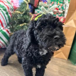 Claudia Sanders - Black female Goldendoodle puppy in Camden, North Carolina from Oopsie Doodles of NC