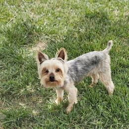 Sean - Blue and gold male Yorkshire Terrier puppy in Jamestown, Tennessee from Royal Kennels