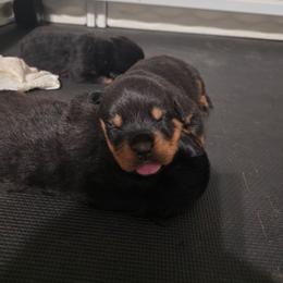 Red Male - Black and mahogany male Rottweiler puppy in Humble, Texas from Inexorable Haus Early Rotts