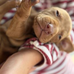 Vizsla Puppies from Firestone Vizslas