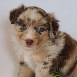 Australian Shepherds, Miniature Australian Shepherds, and Toy Australian Shepherds from Gatlins Groovy Little Aussies